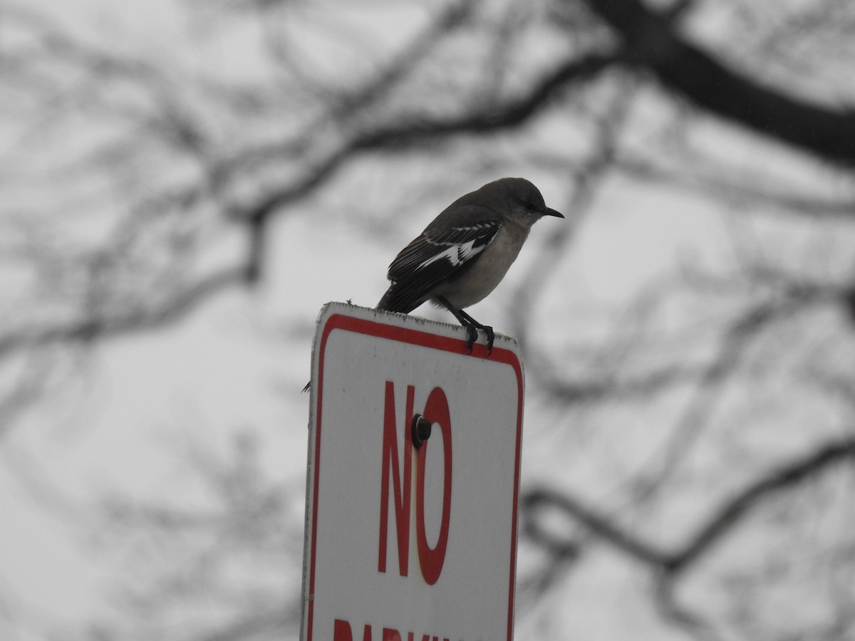 Northern Mockingbird - ML311455201