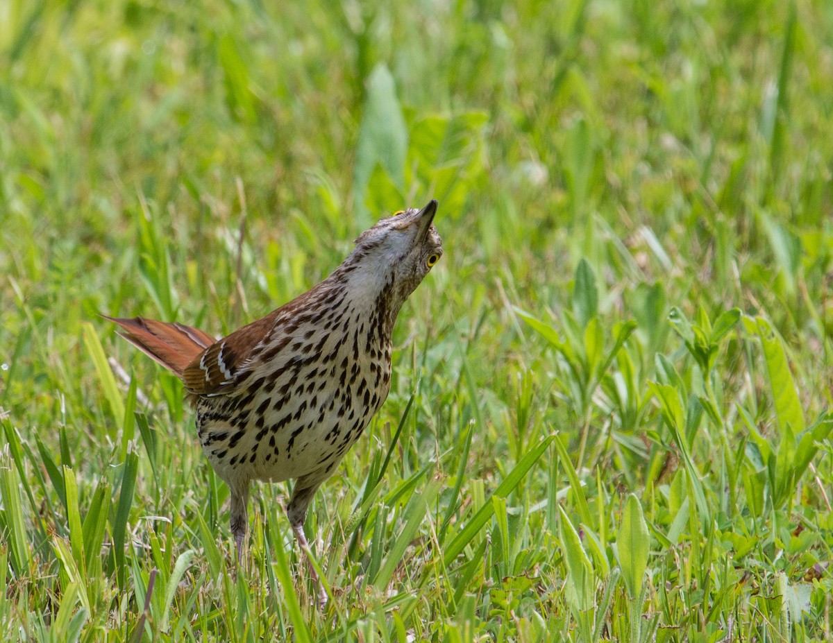 Brown Thrasher - ML311457401