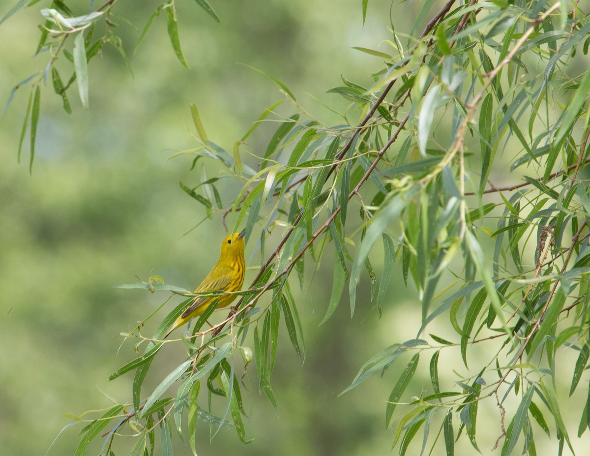 Yellow Warbler - ML311458541