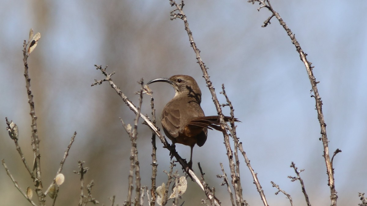 California Thrasher - ML311458561