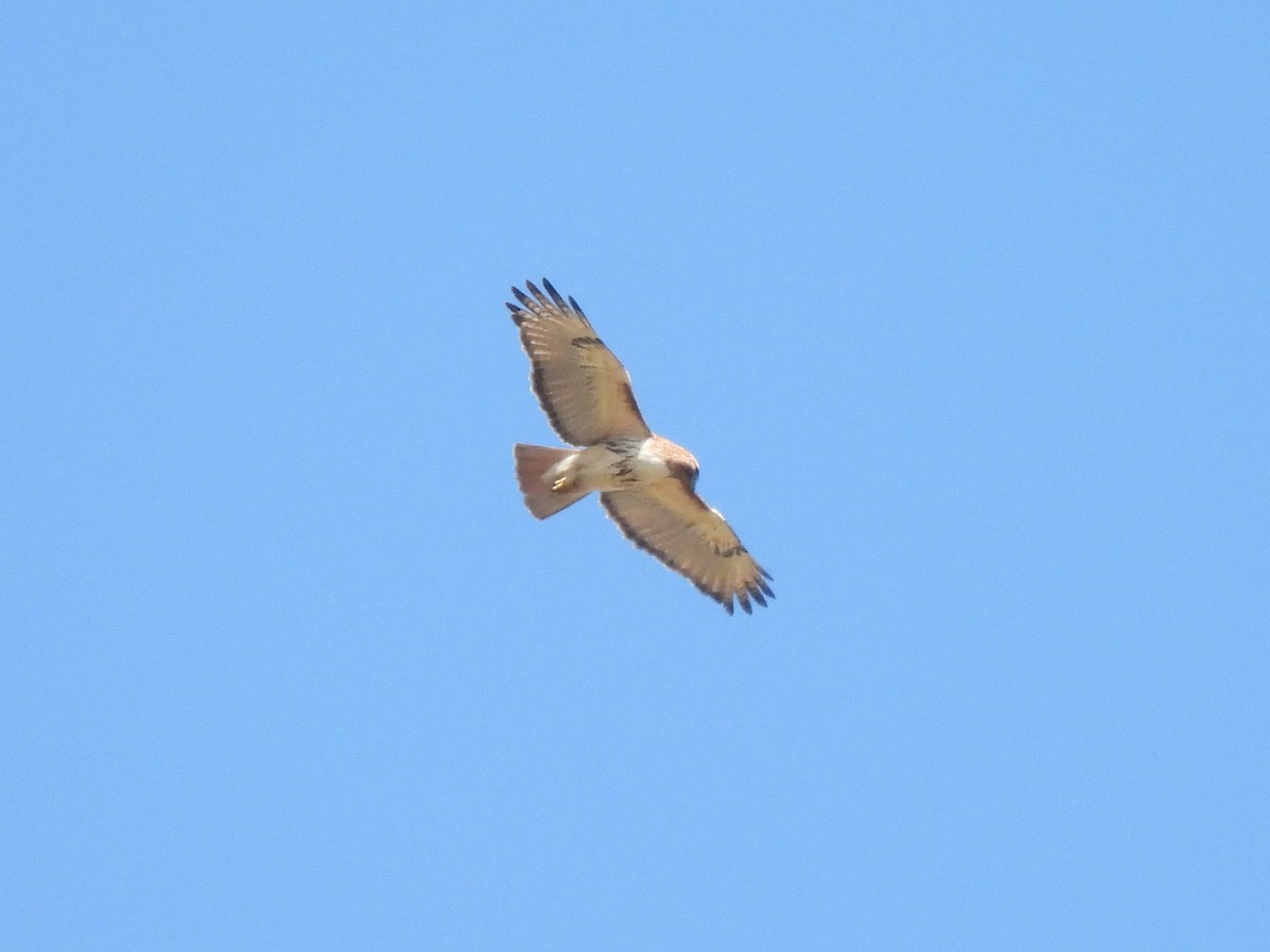 Red-tailed Hawk - Jim Anderton