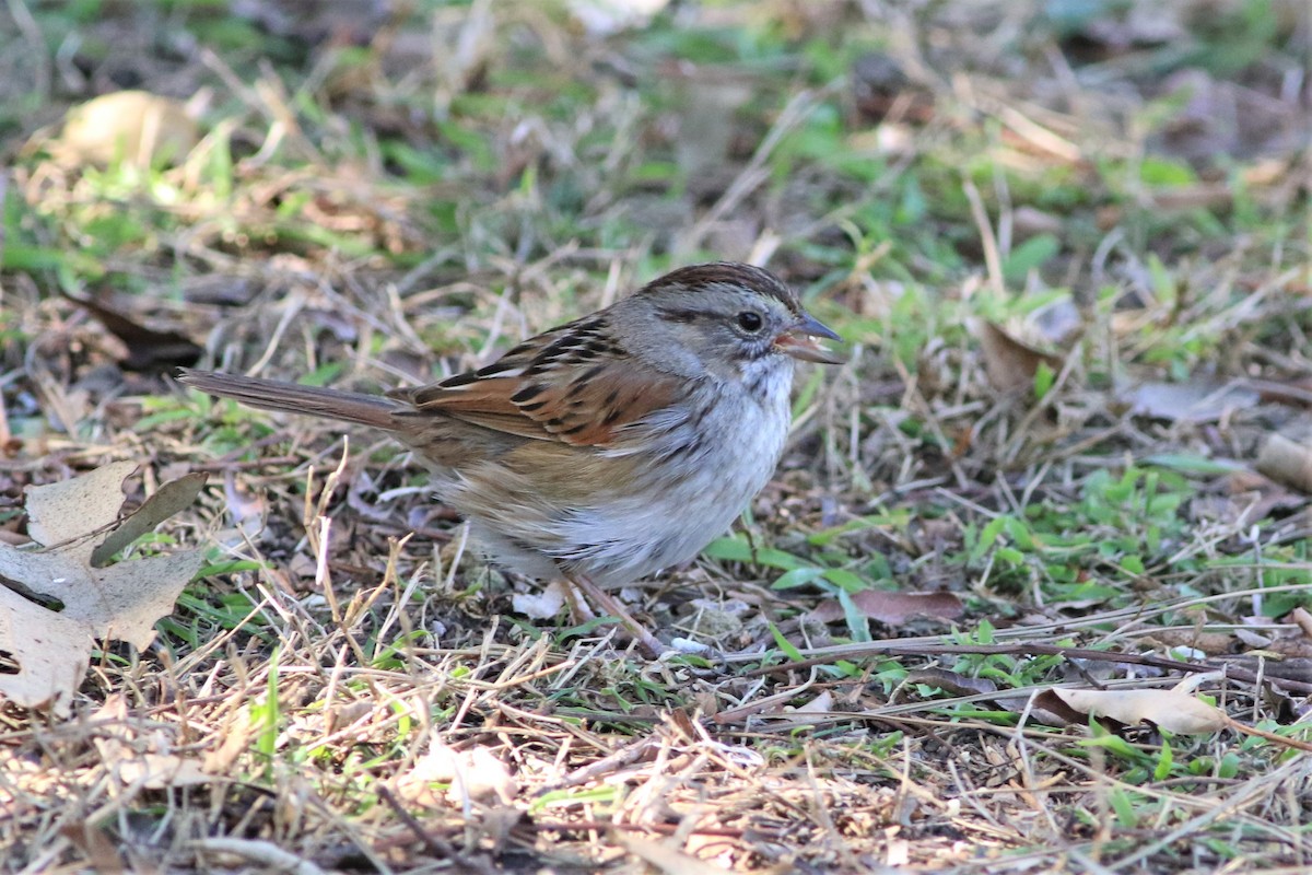 Swamp Sparrow - Robert McNab