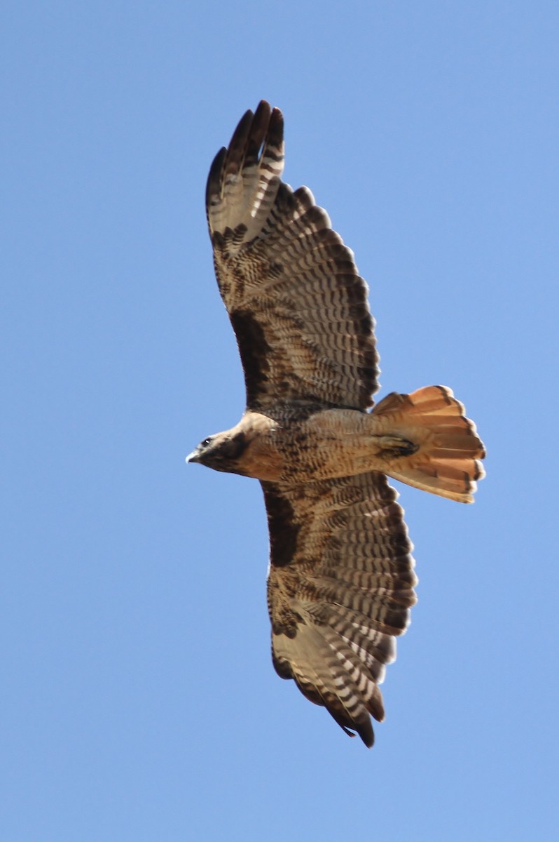 Red-tailed Hawk (calurus/alascensis) - Alex Lamoreaux