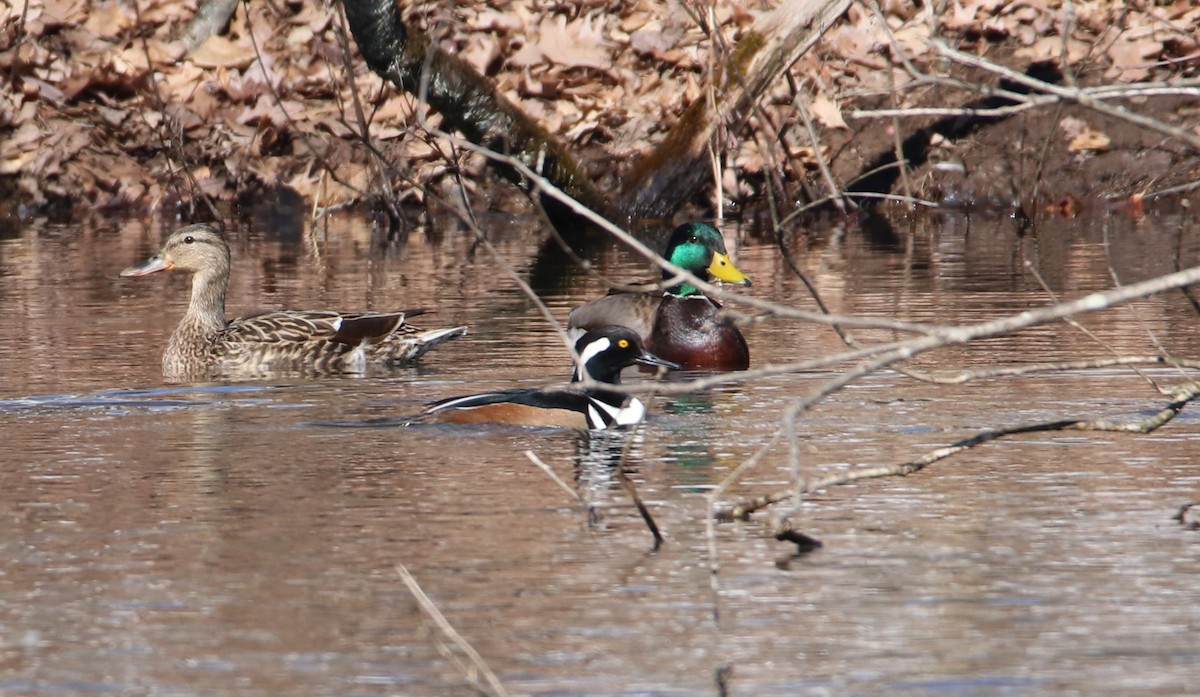 Hooded Merganser - ML311459441