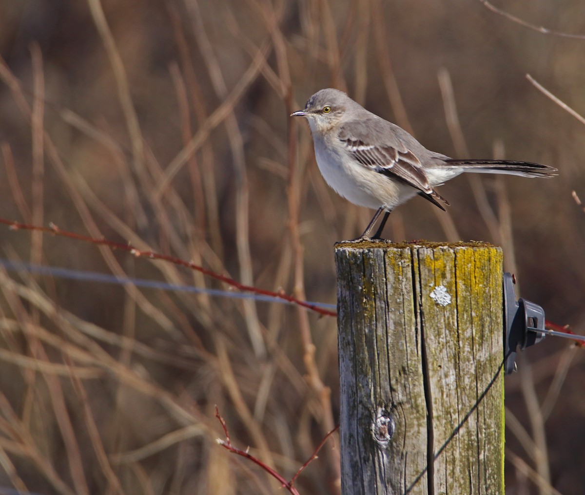 Northern Mockingbird - ML311459601