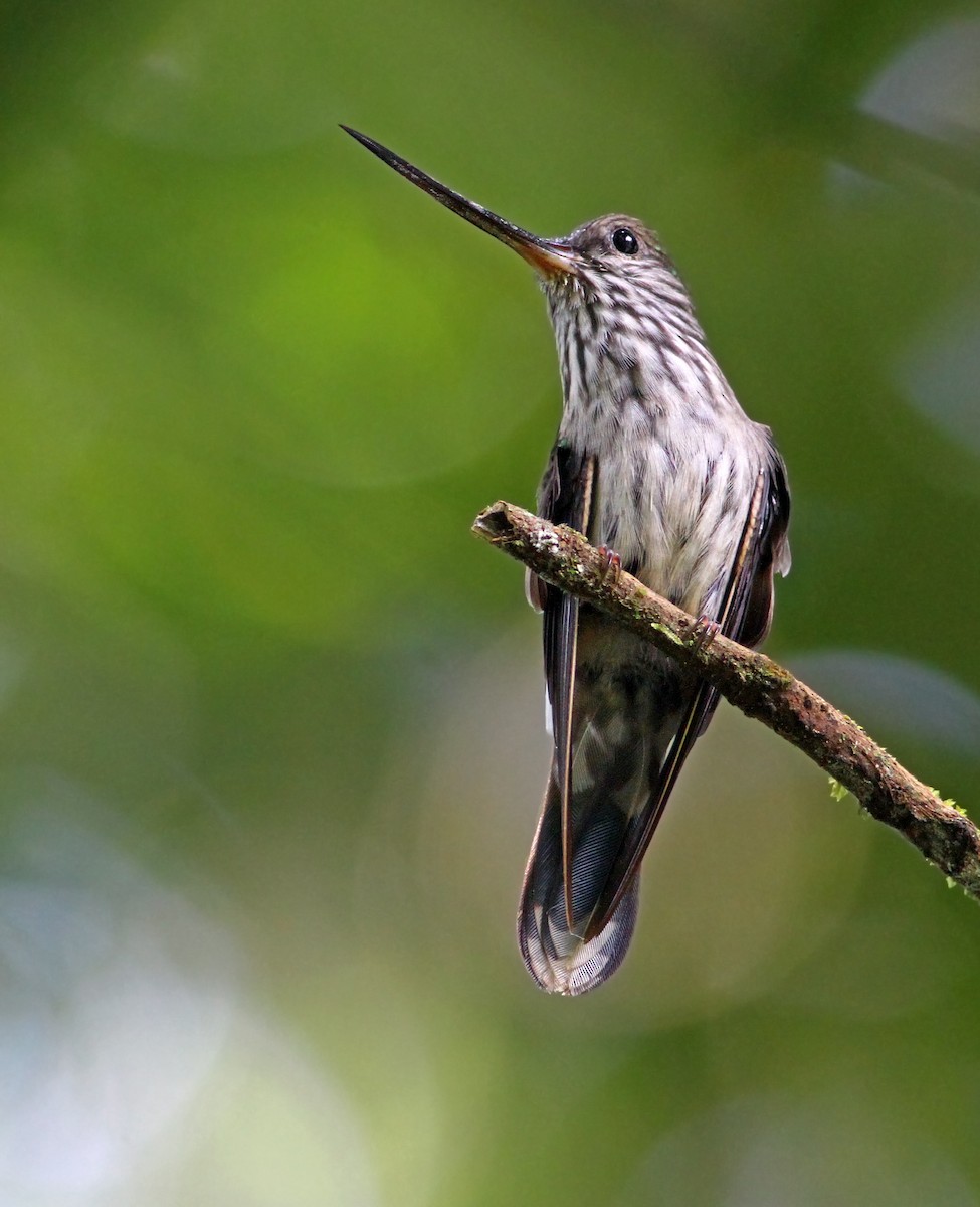 Tooth-billed Hummingbird - Andrew Spencer