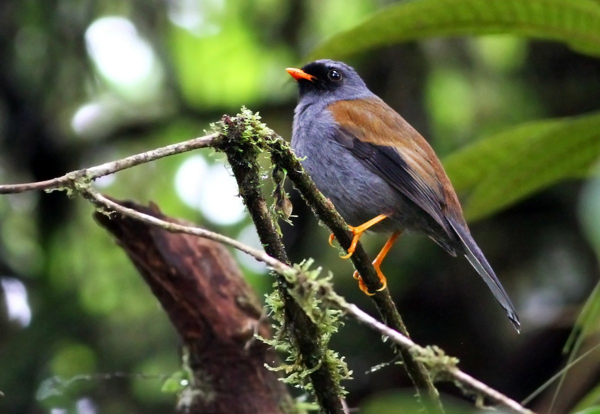 Varied Solitaire - Andrew Spencer