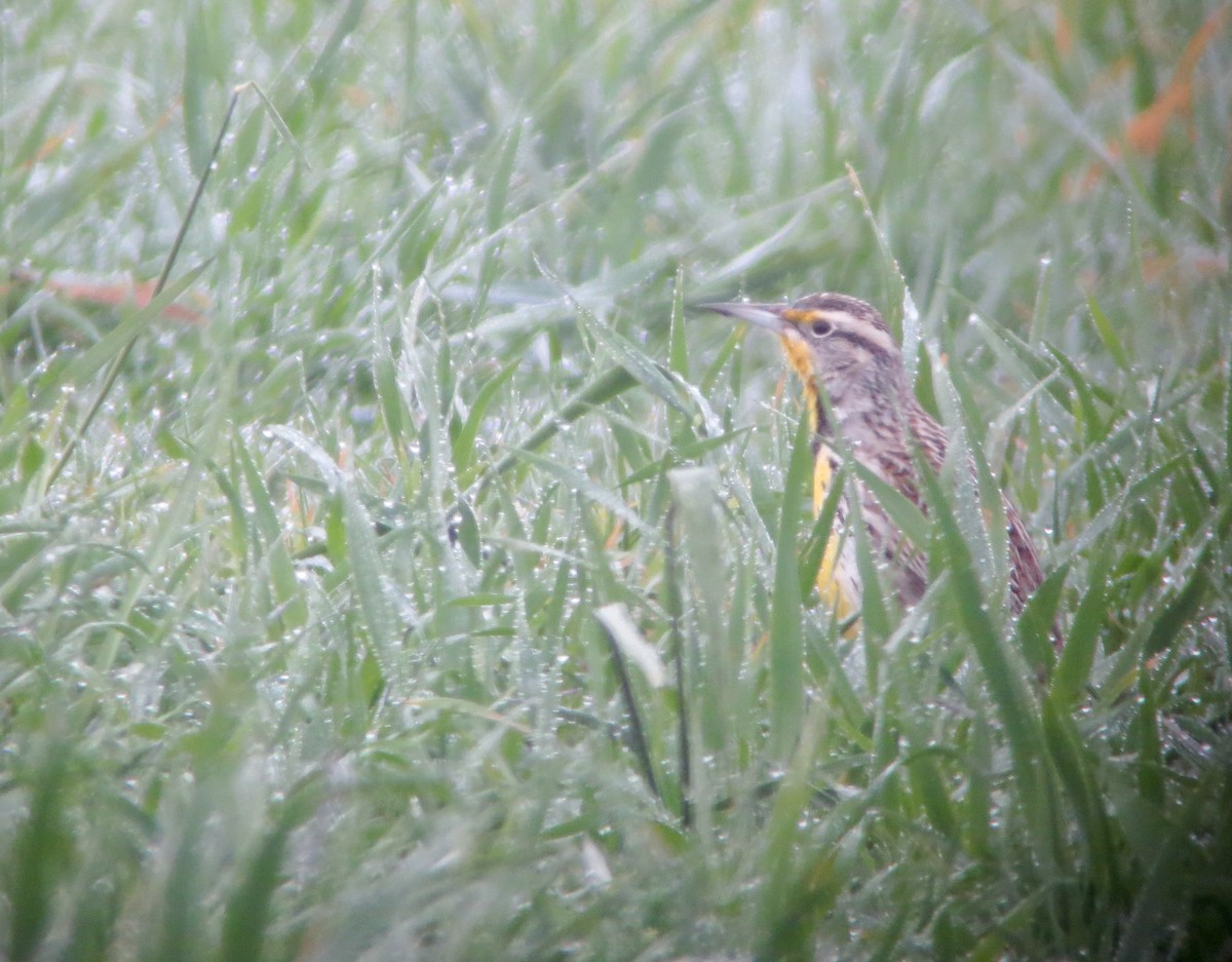 Western Meadowlark - ML311463181