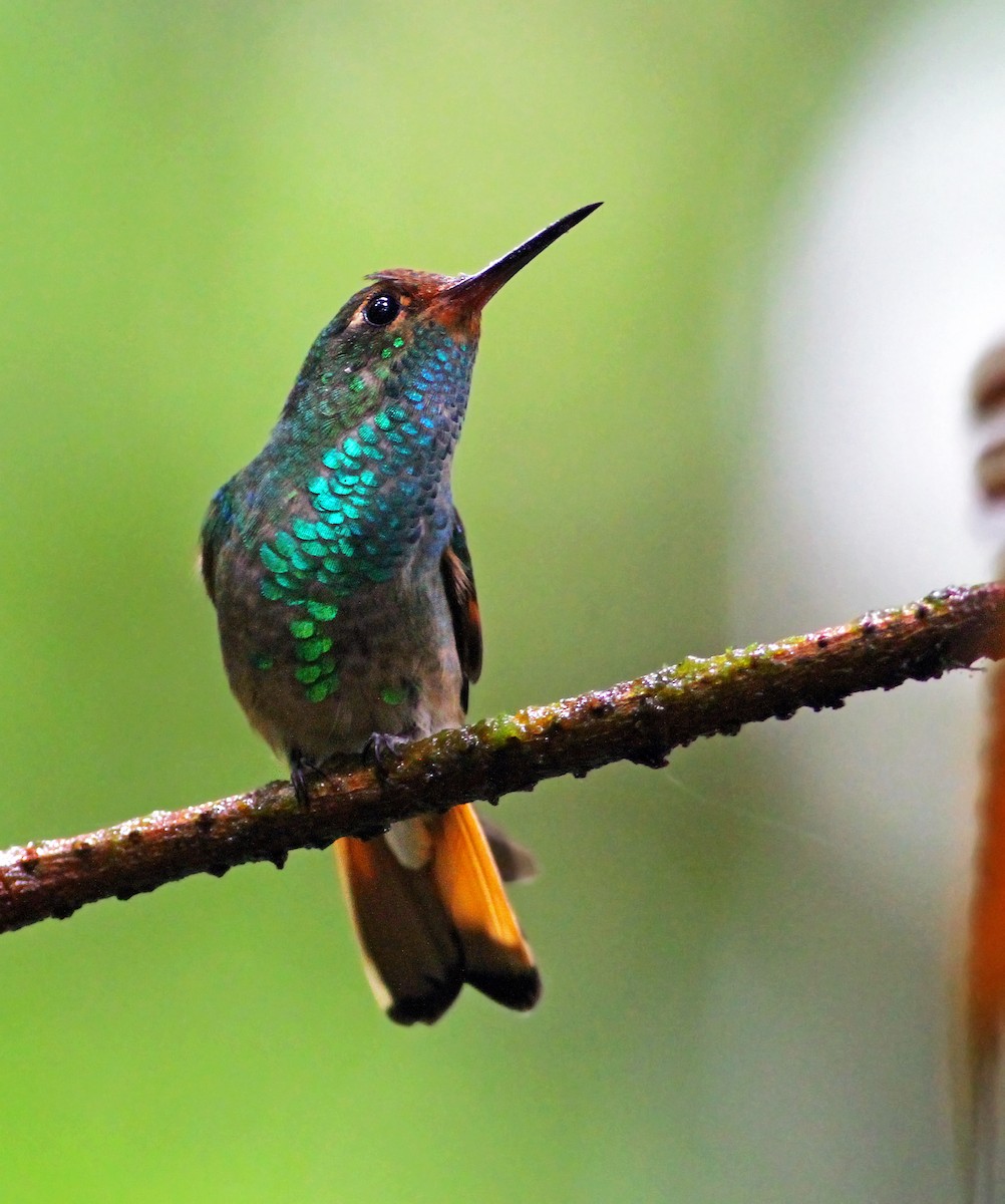 Pirre Hummingbird - Andrew Spencer