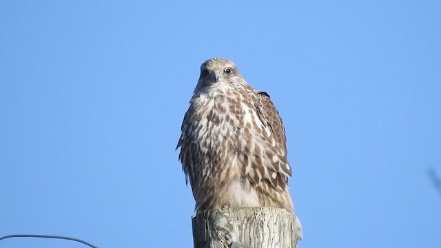 Gyrfalcon - ML311464121