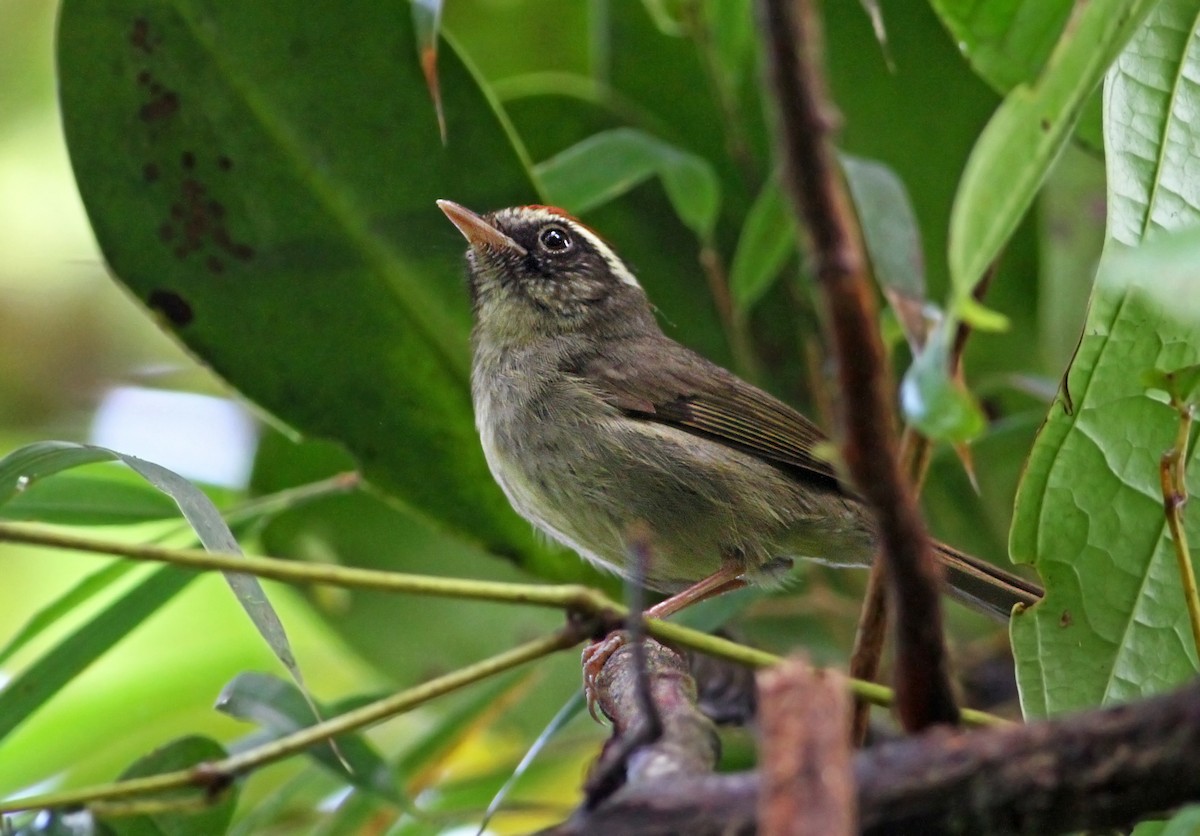 Pirre Warbler - ML31146441