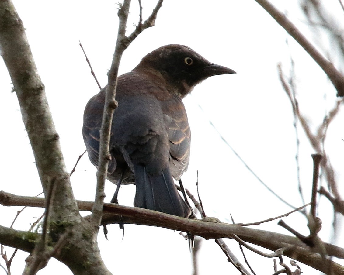 Rusty Blackbird - ML311464631