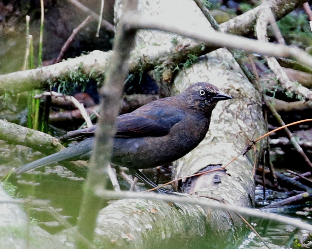 Rusty Blackbird - ML311464641