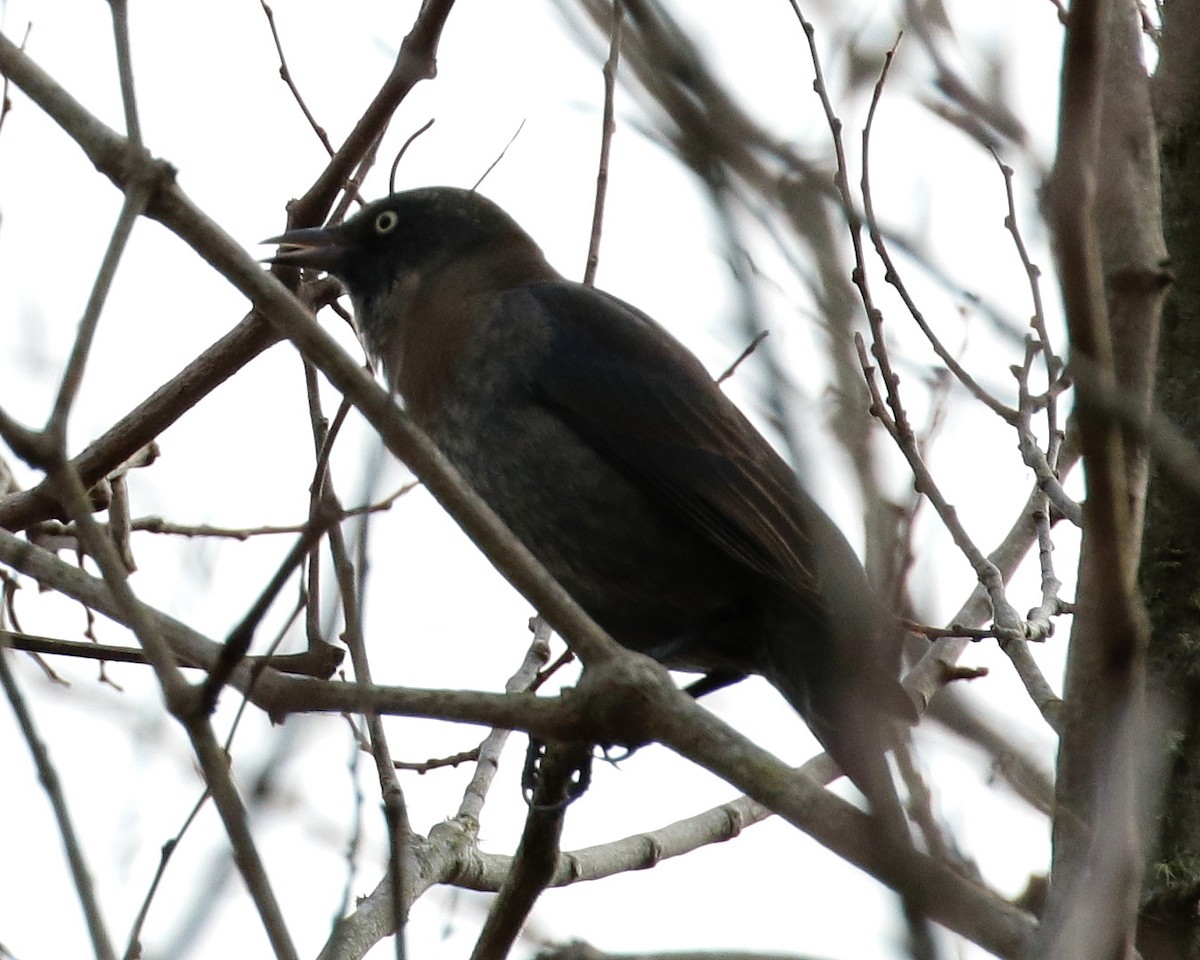 Rusty Blackbird - ML311464651