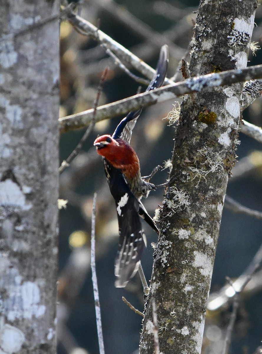 Red-breasted Sapsucker - Anders Price