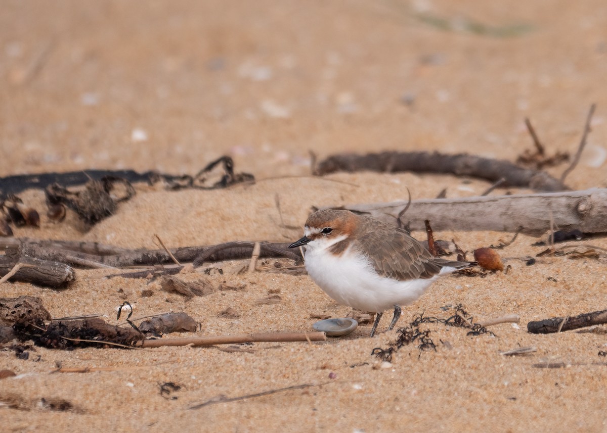 Red-capped Plover - ML311466691