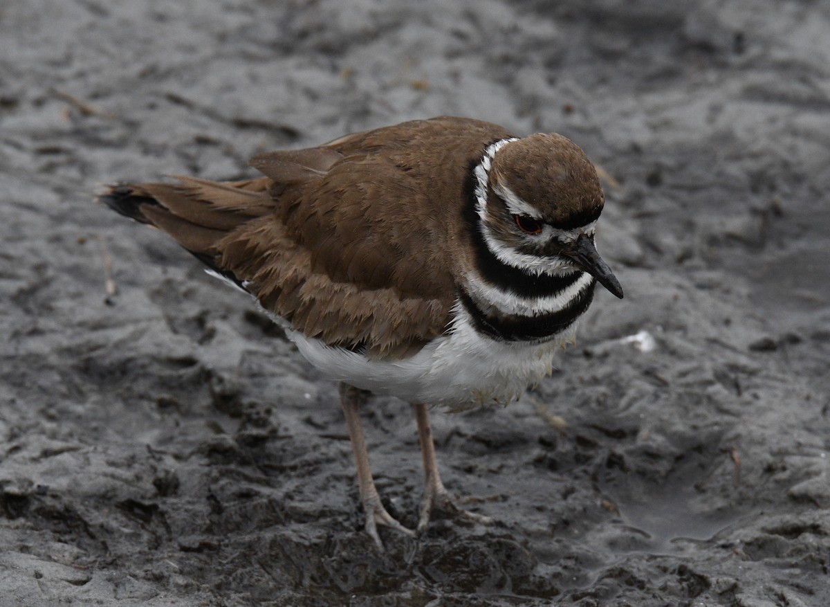 Killdeer - ML311469281