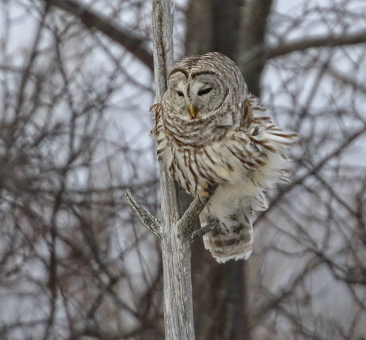 Barred Owl - ML311470111