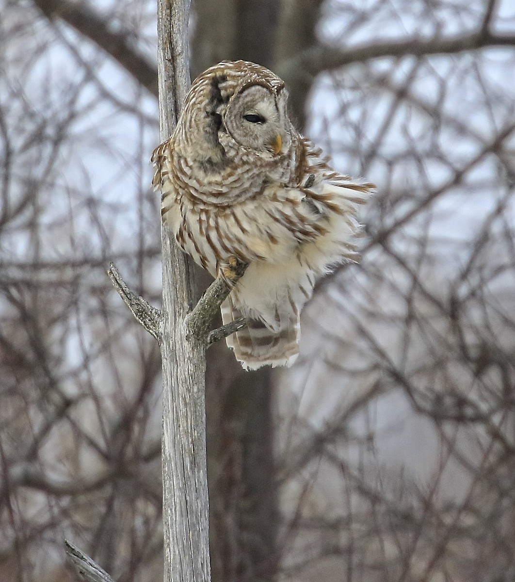 Barred Owl - ML311470141