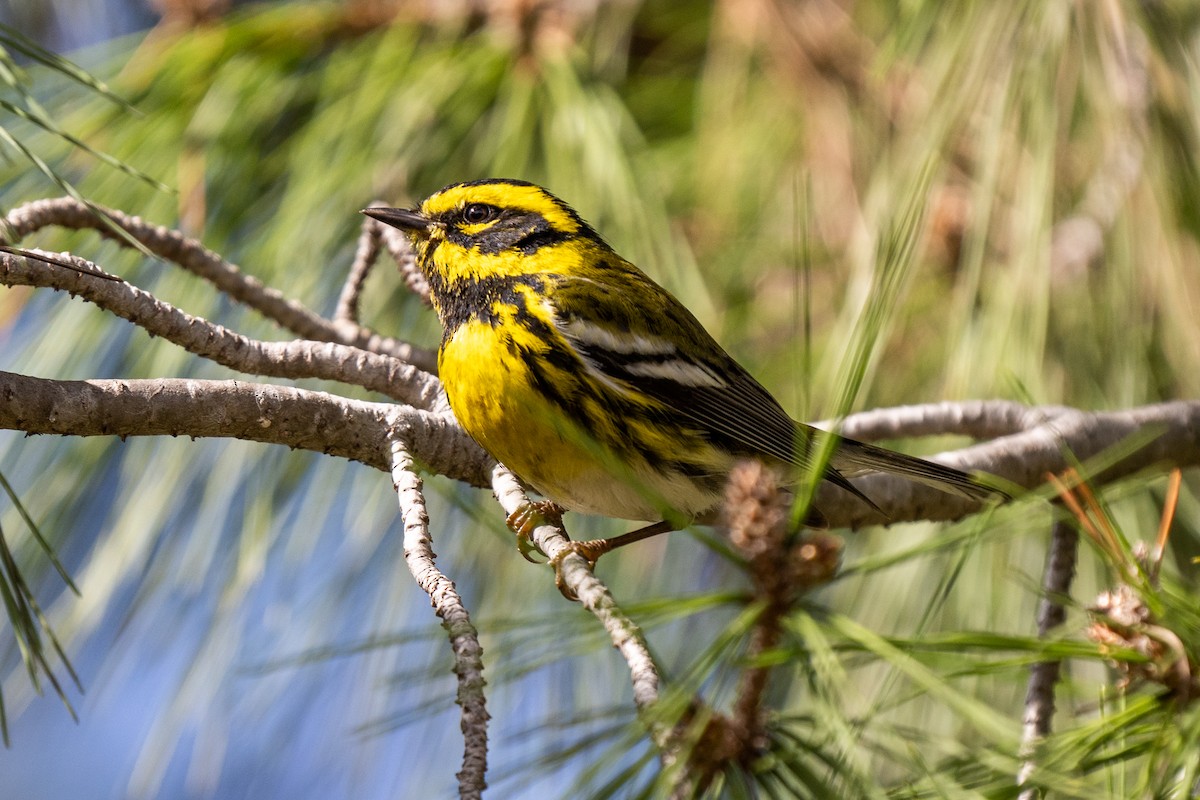 Townsend's Warbler - ML311470151