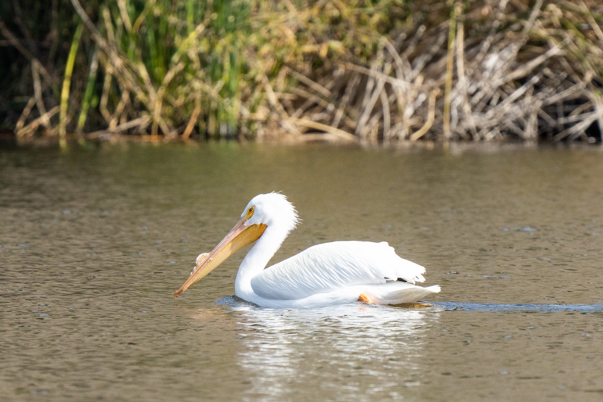 American White Pelican - ML311470321