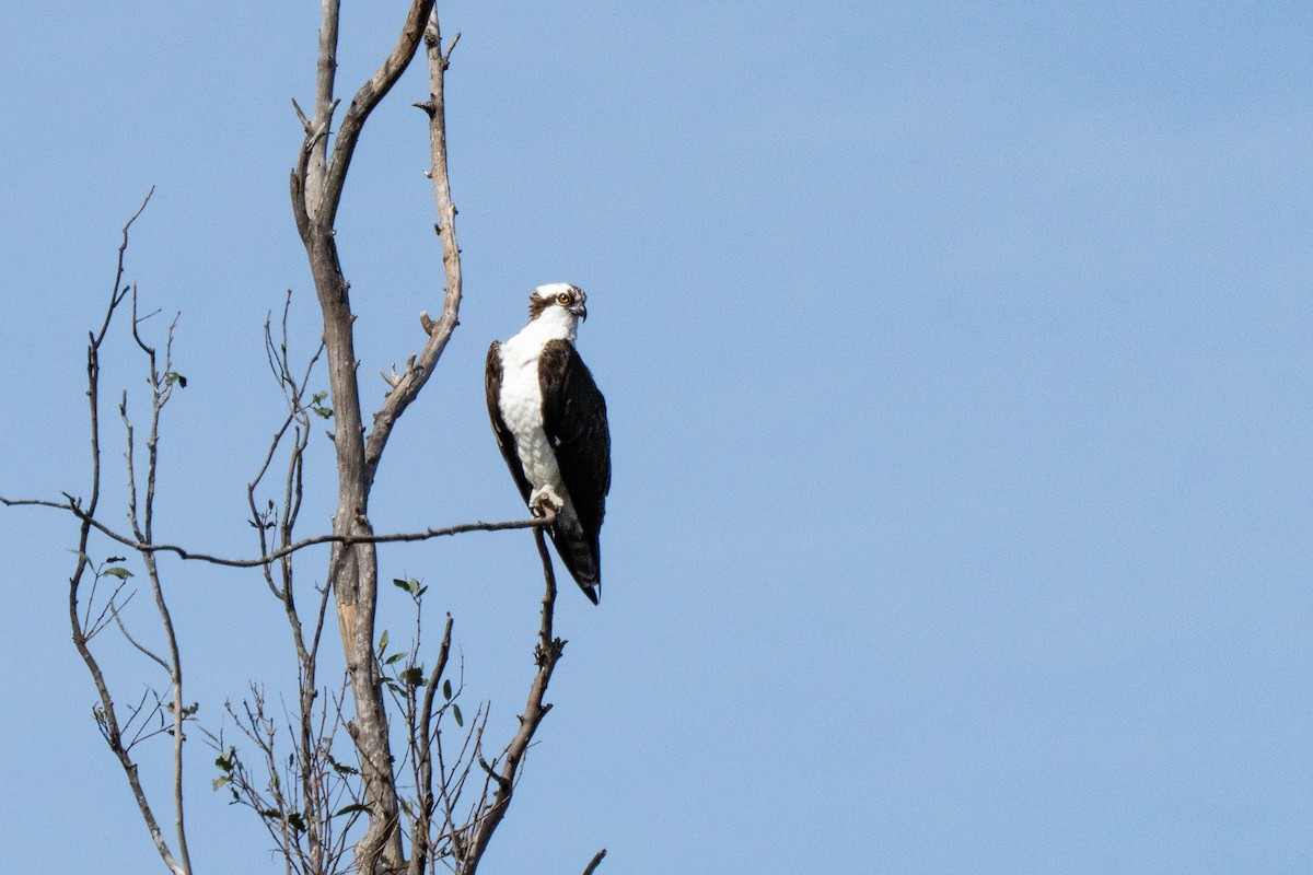 Osprey - ML311470331