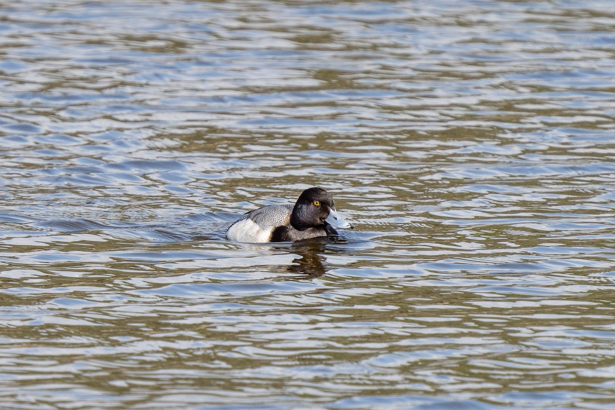 Lesser Scaup - ML311470401