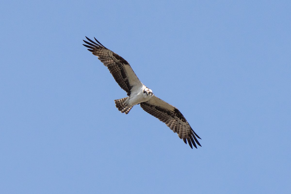 Osprey - ML311470461