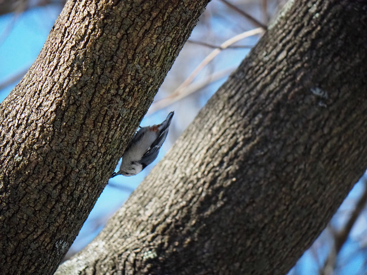 Trepador Pechiblanco (carolinensis) - ML311473211