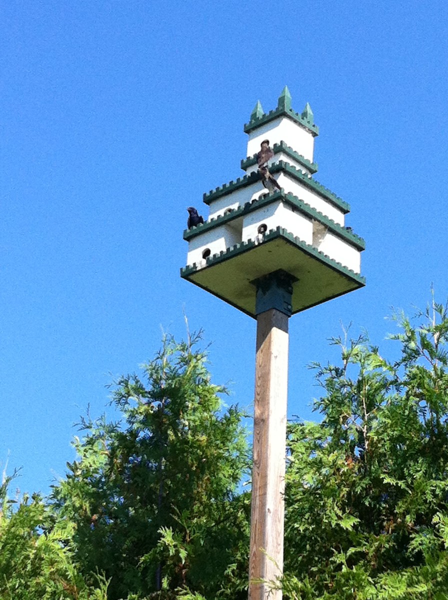 Purple Martin - ML311473281