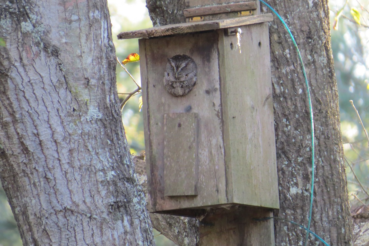 Eastern Screech-Owl - ML311475091