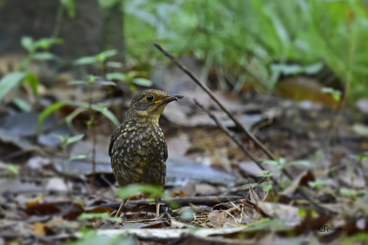 Orange-headed Thrush - ML31147761