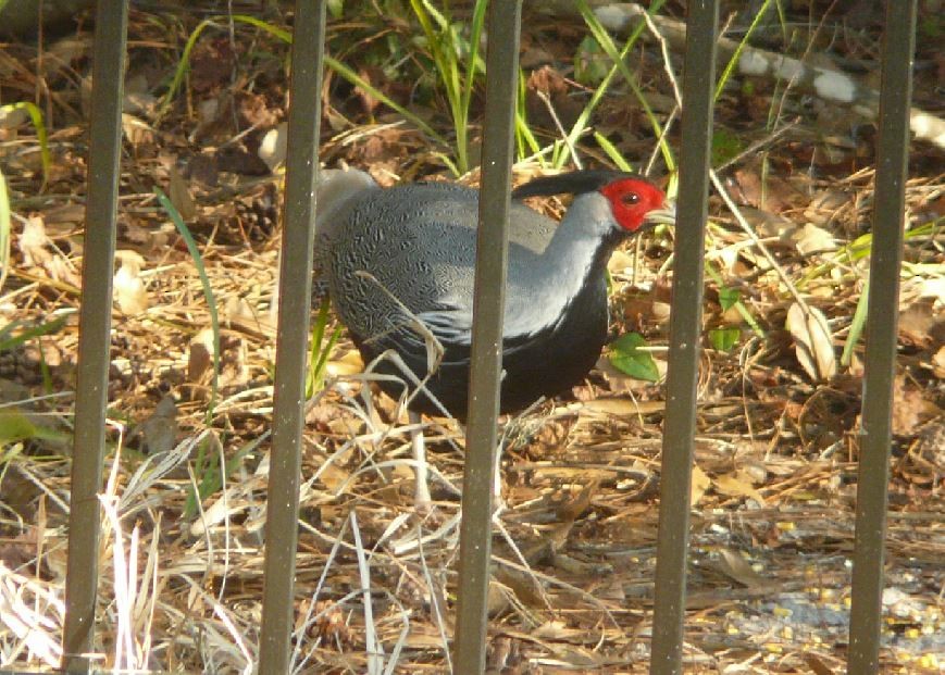 Silver Pheasant - ML31147781