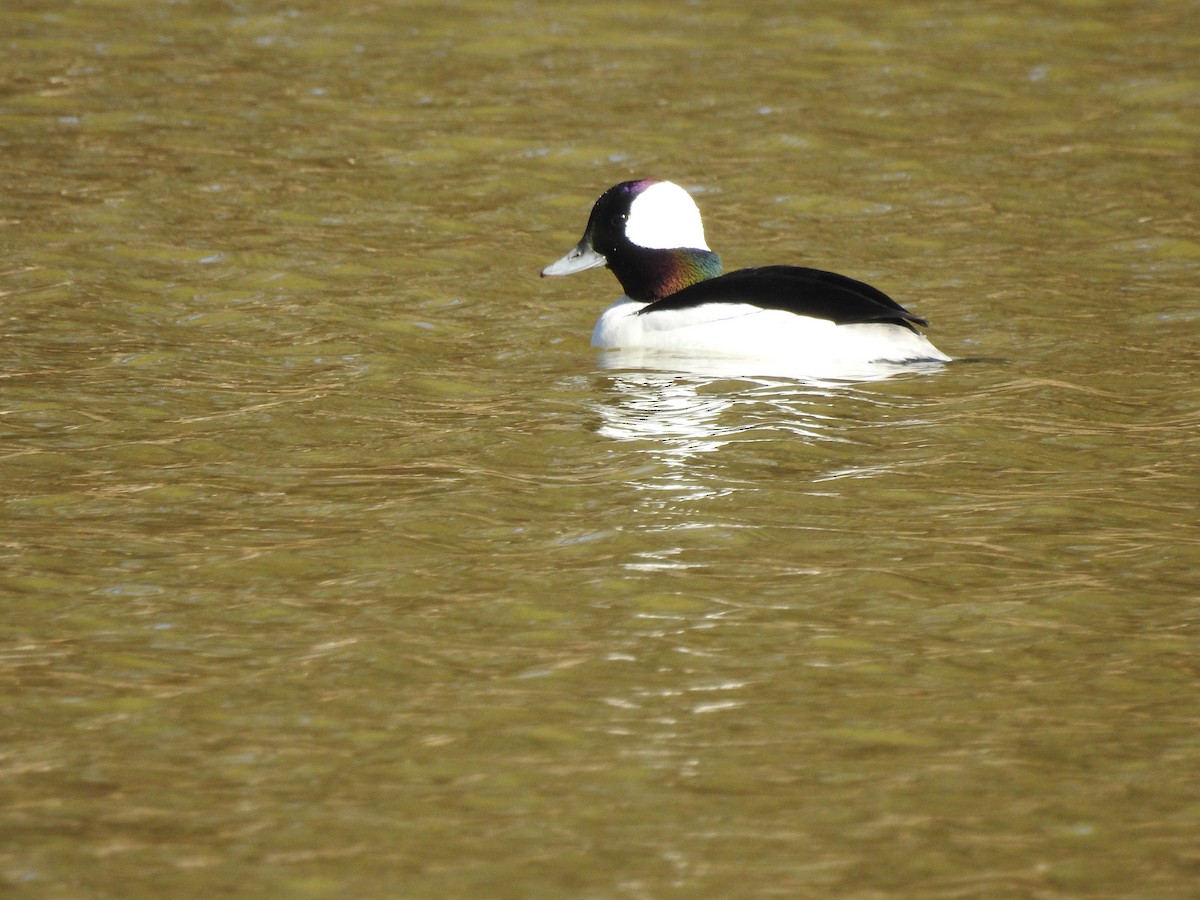 Bufflehead - ML311478131