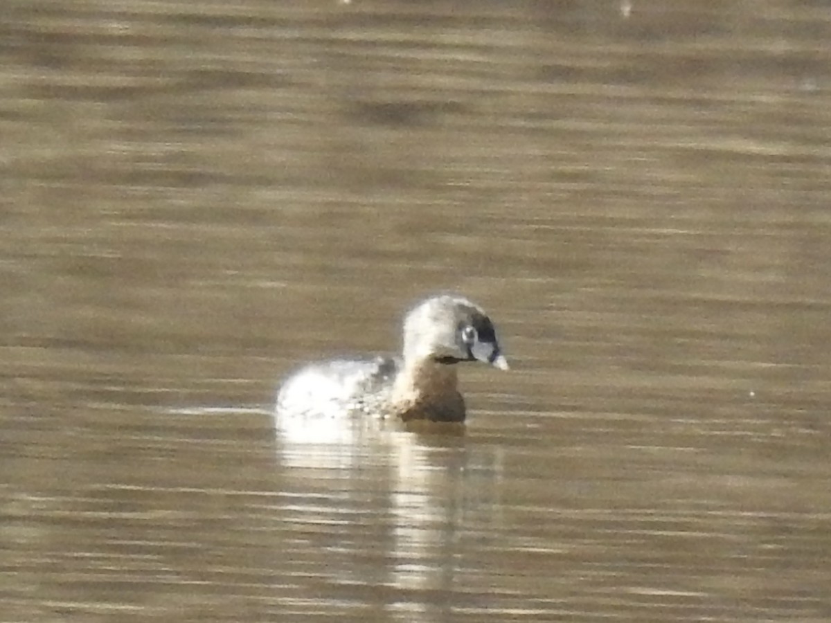 Pied-billed Grebe - ML311479271