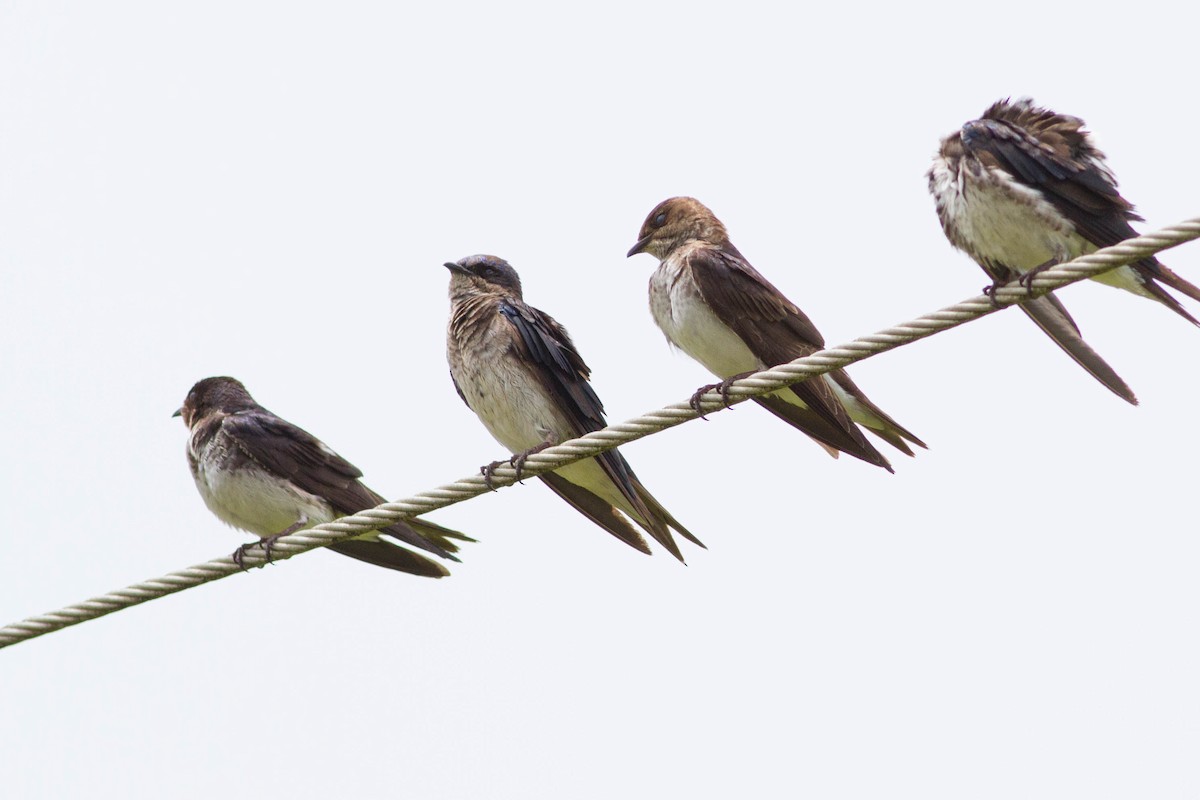 Gray-breasted Martin - ML311480031