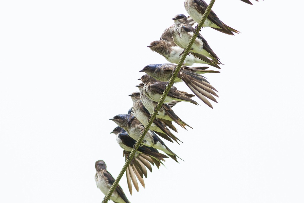 Gray-breasted Martin - ML311480041