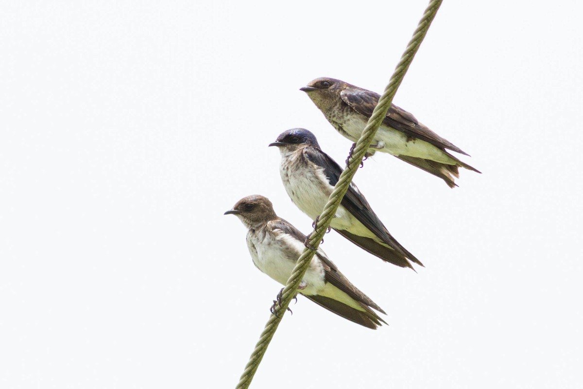 Gray-breasted Martin - ML311480051