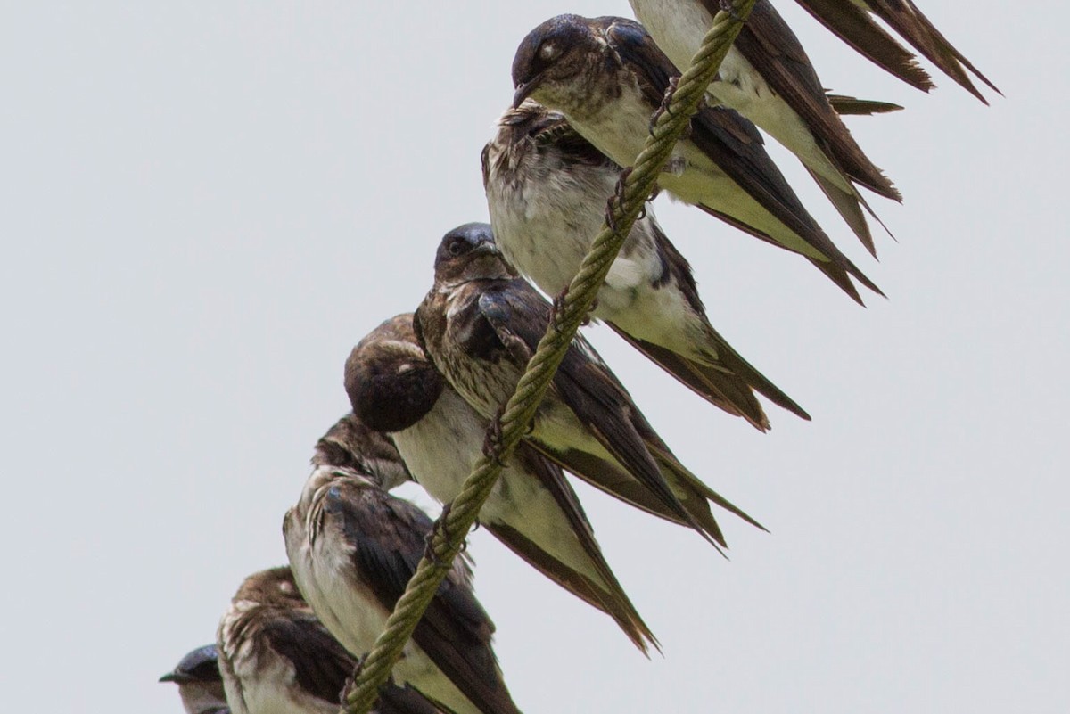 Gray-breasted Martin - ML311480081