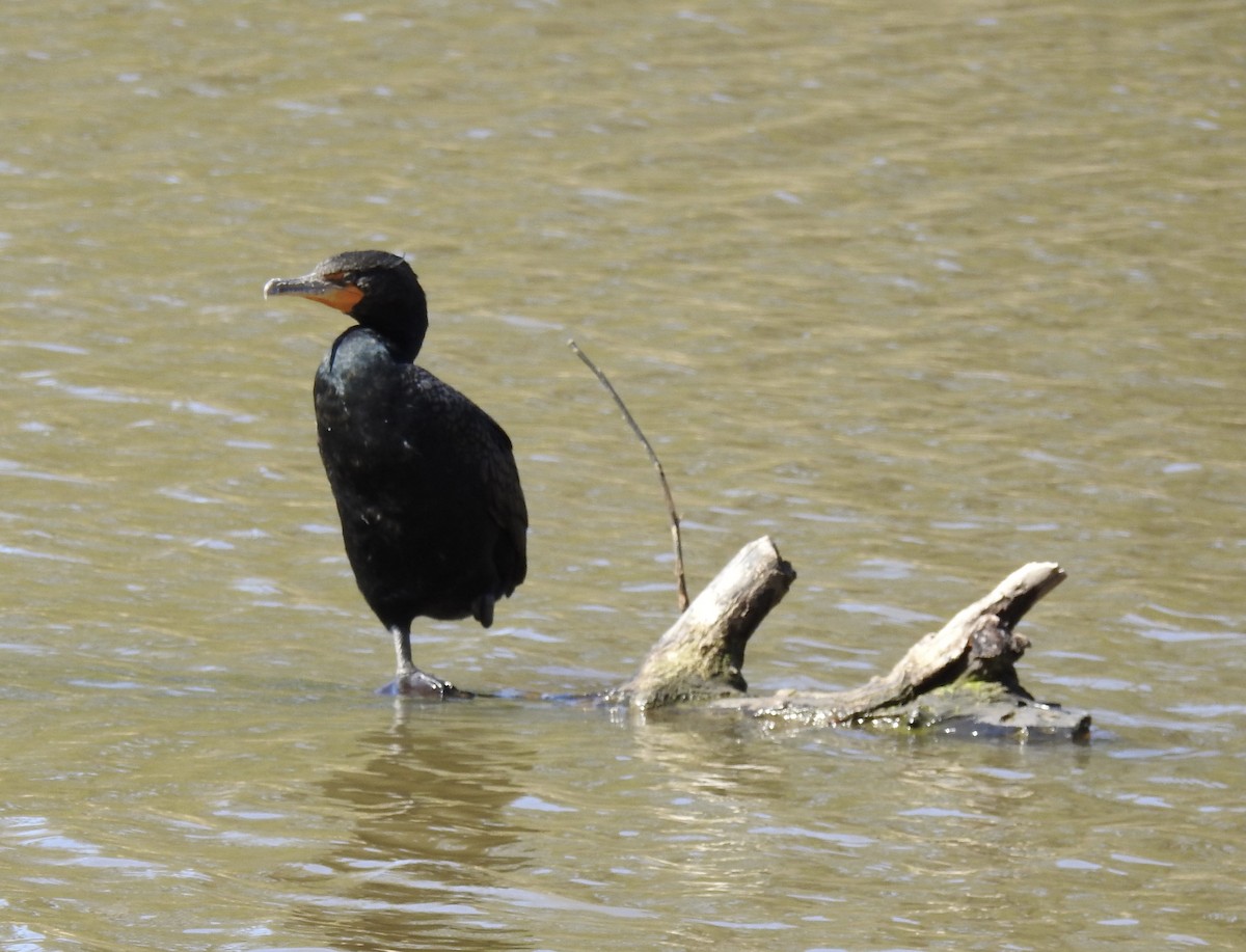 Double-crested Cormorant - ML311480821