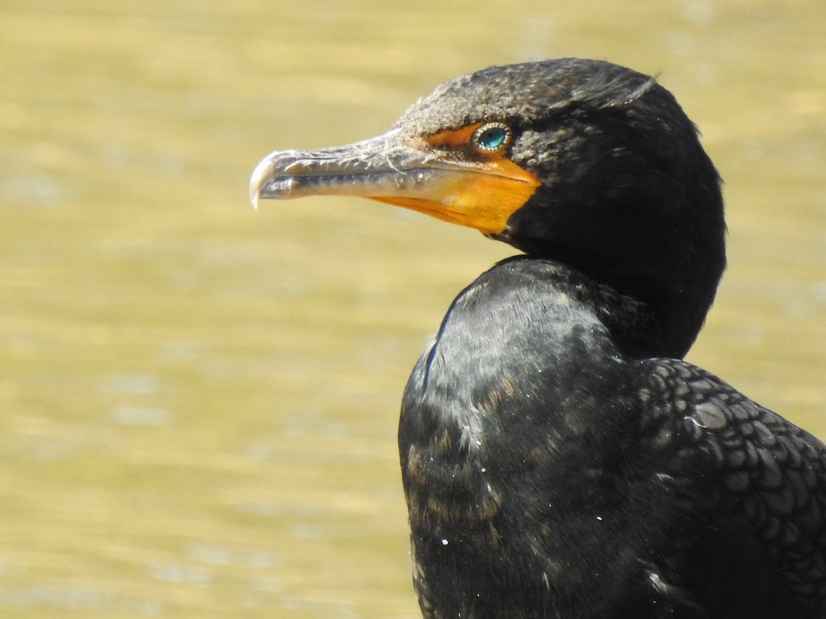 Double-crested Cormorant - ML311480831