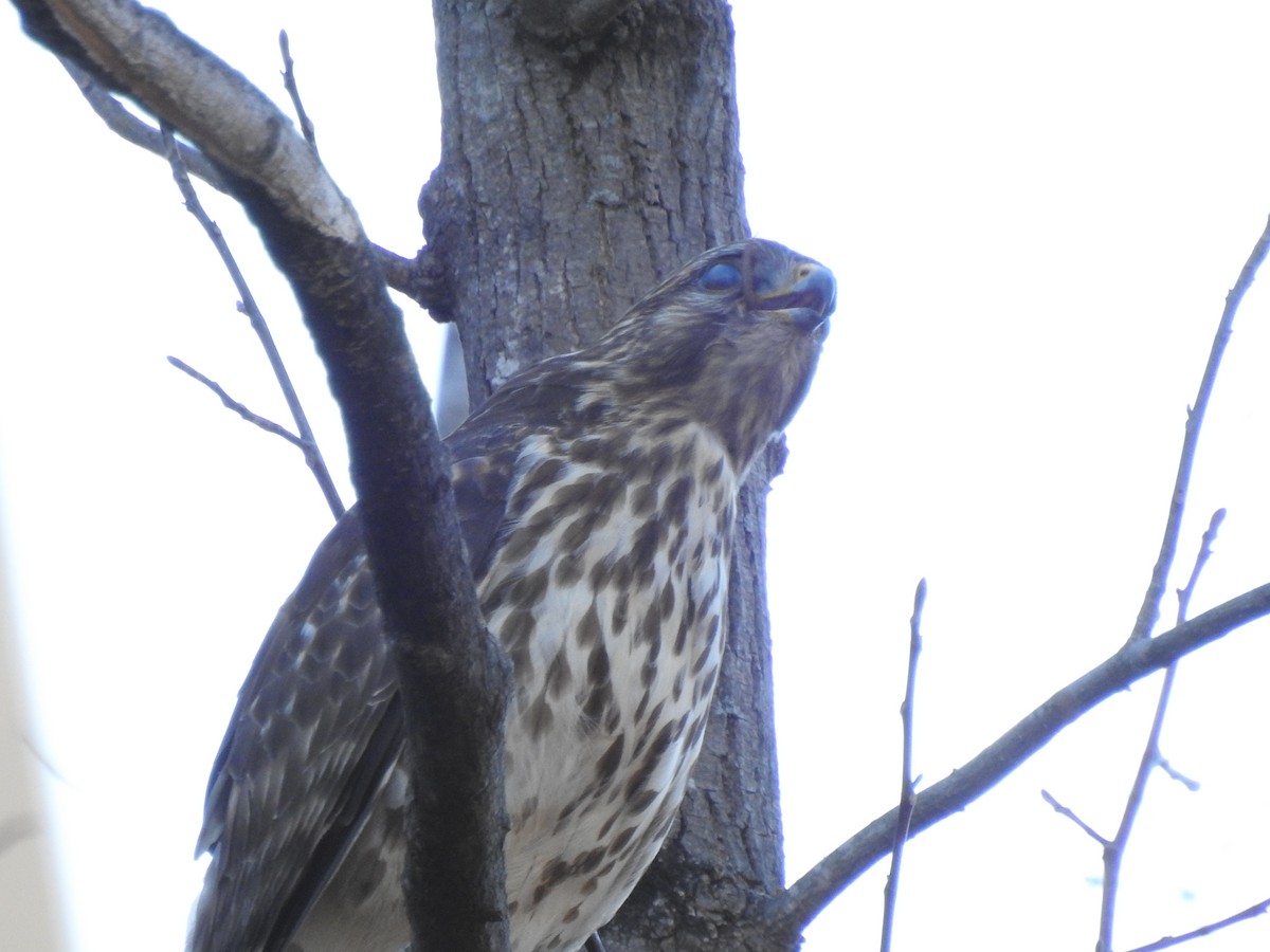 Red-shouldered Hawk - ML311481001