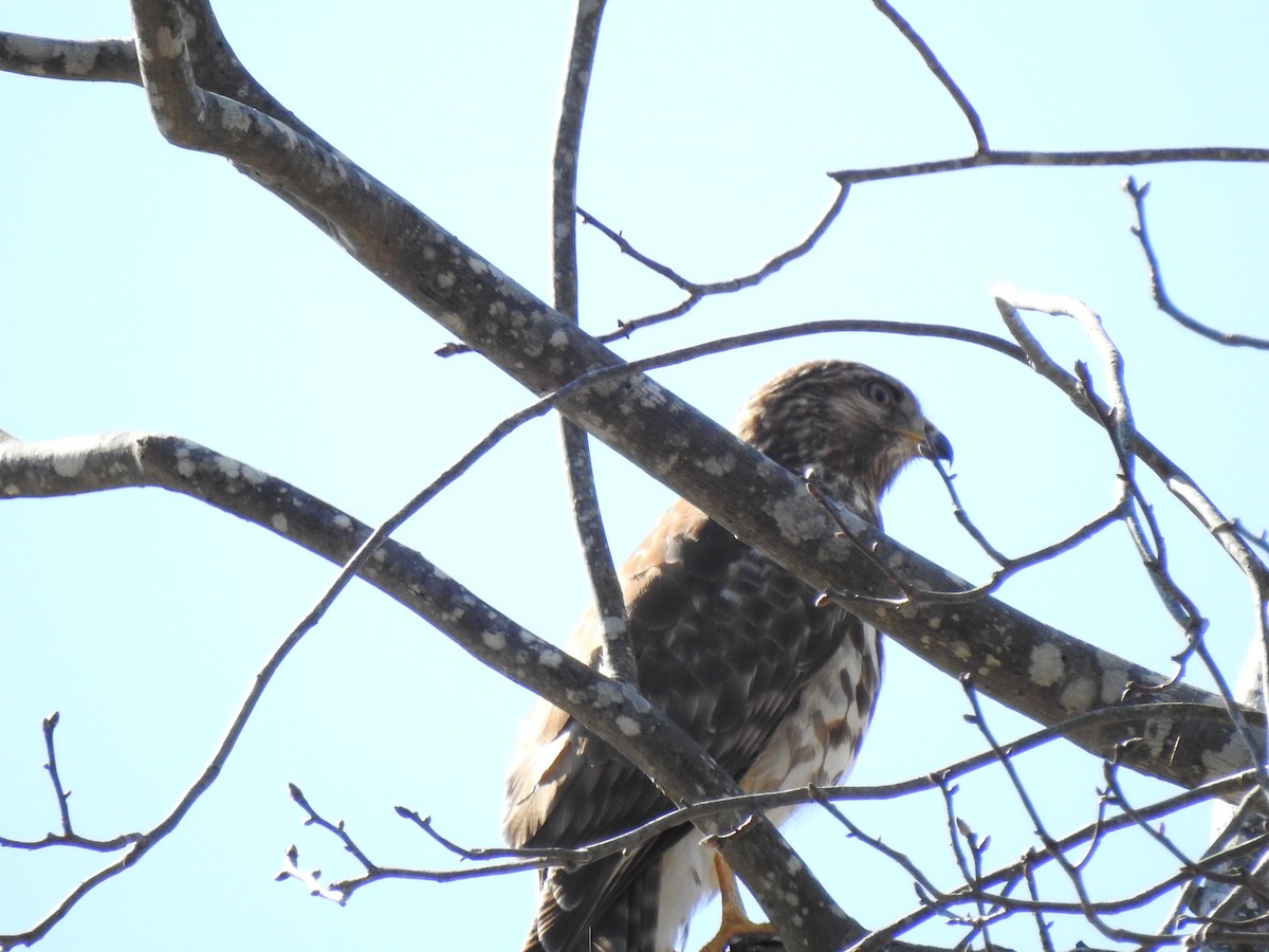 Red-shouldered Hawk - ML311481011