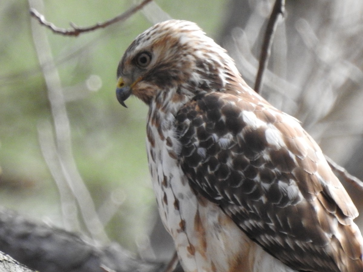 Red-shouldered Hawk - ML311481041