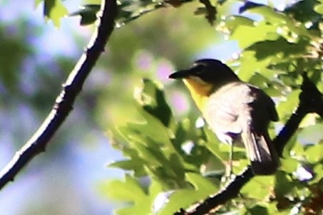 Yellow-breasted Chat - ML311486111