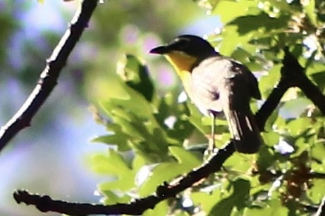 Yellow-breasted Chat - ML311486121
