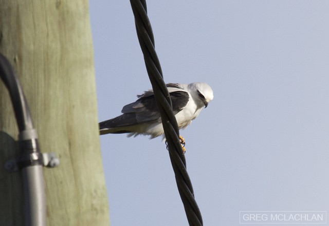 Black-shouldered Kite - Greg McLachlan