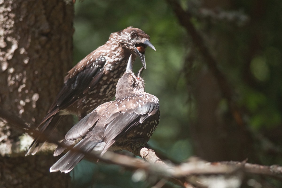 Eurasian Nutcracker - ML31149401