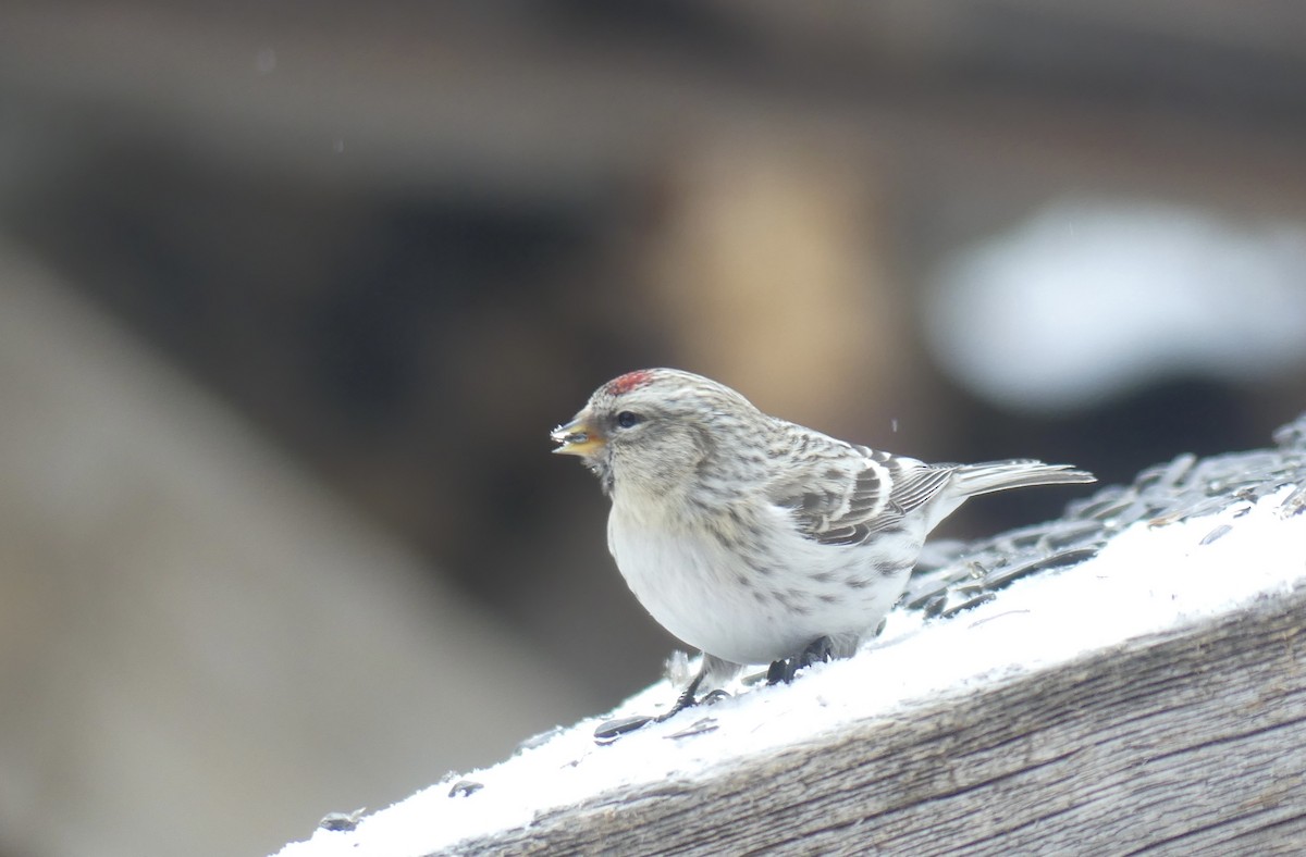 Redpoll (Hoary) - ML311494491