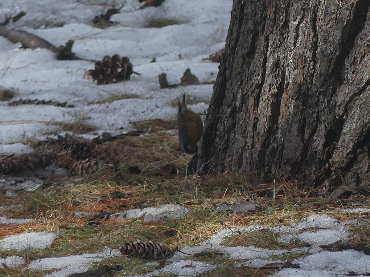 Red-breasted Nuthatch - ML311494581